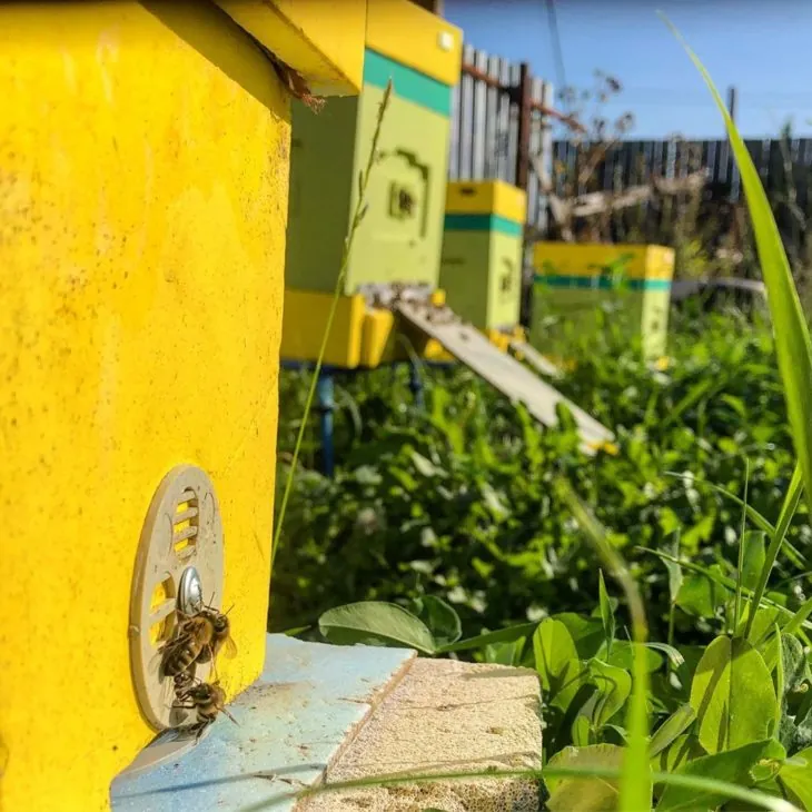 Ульи на дачном участке, пчелы у круглого летка