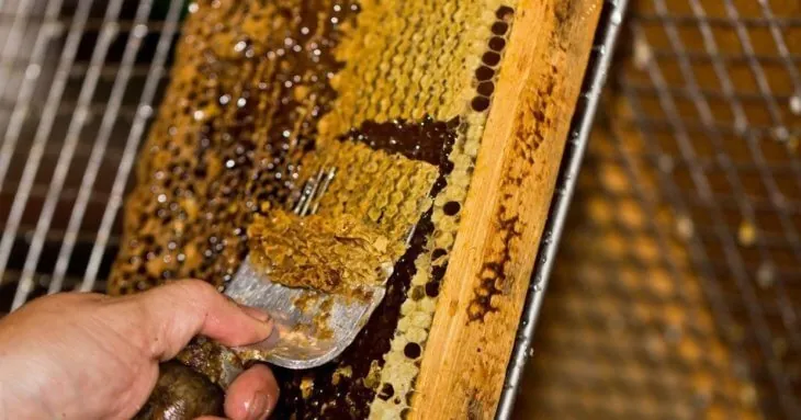 Пасечник соскребает прополис с рамки улья