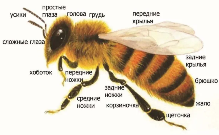 Схема внешнего строения медоносной пчелы с подписями частей тела