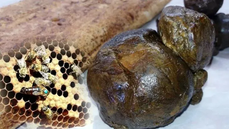Прополис рядом с сотами и пчелами
