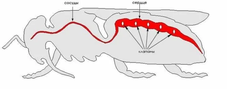 кровеносная система