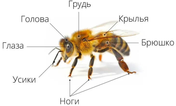 внешнее строение