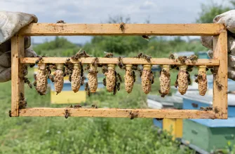 Прививочная рамка с рядом запечатанных маточников на планке в руках пчеловода, на заднем плане пасека