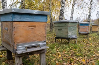 Ульи с металлическими заградителями на летках стоят среди берез с опавшими желтыми листьями