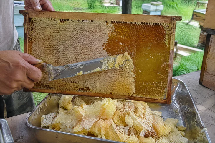 Пасечник срезает ножом восковые крышечки с медовой рамки, внизу в лотке — срезанный забрус